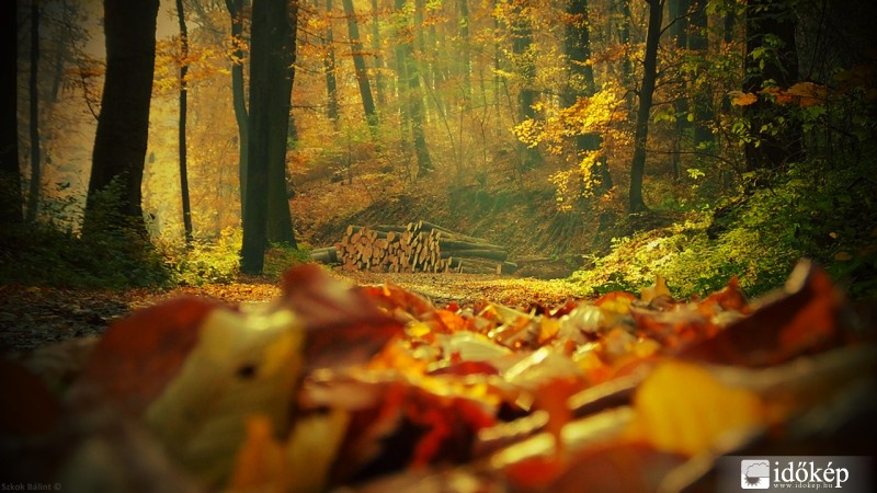 Ősz a Bakonyban