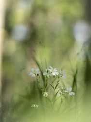 Olocsáncsillaghúr - Bükk