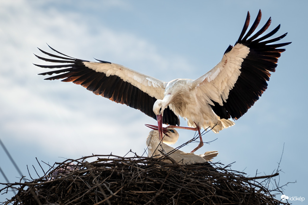 Kazincbarcikai gólyapár