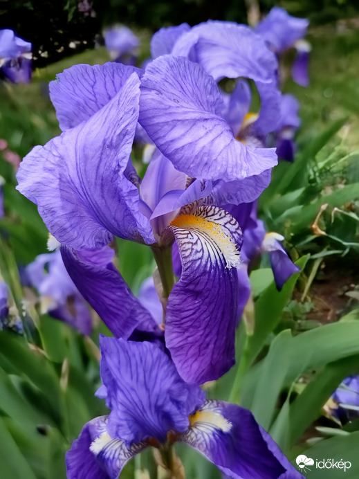 Nőszirom - "lánykori nevén ÍRISZ"!