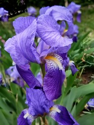 Nőszirom - "lánykori nevén ÍRISZ"!