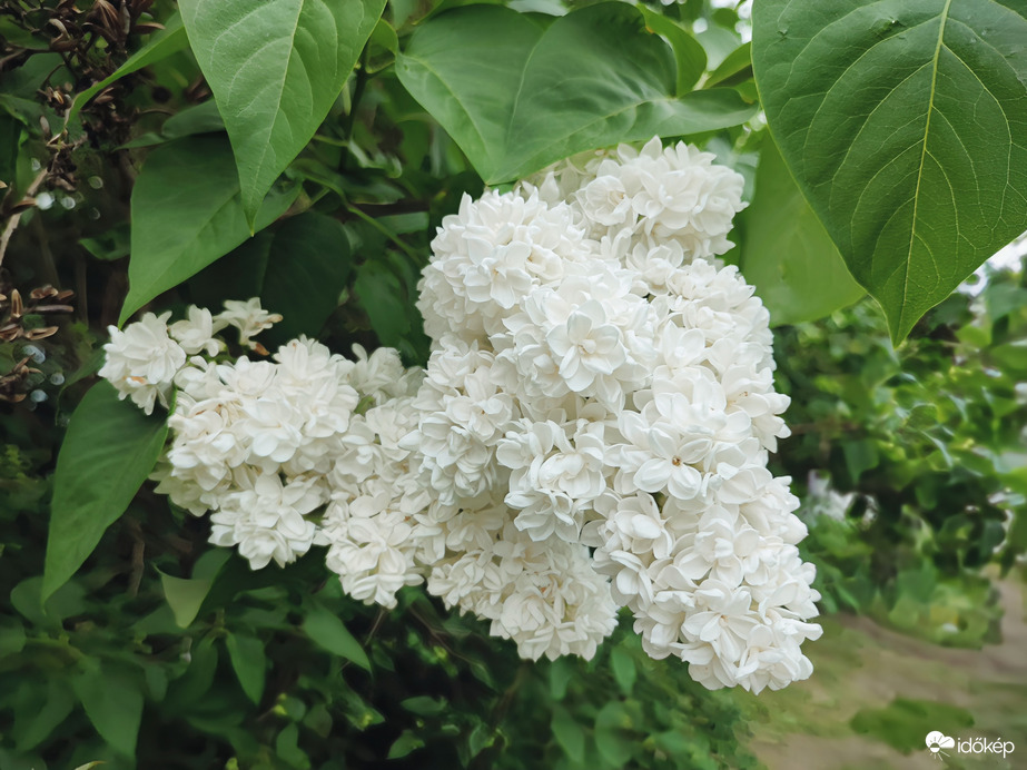 Fehér orgona! Még illatok!