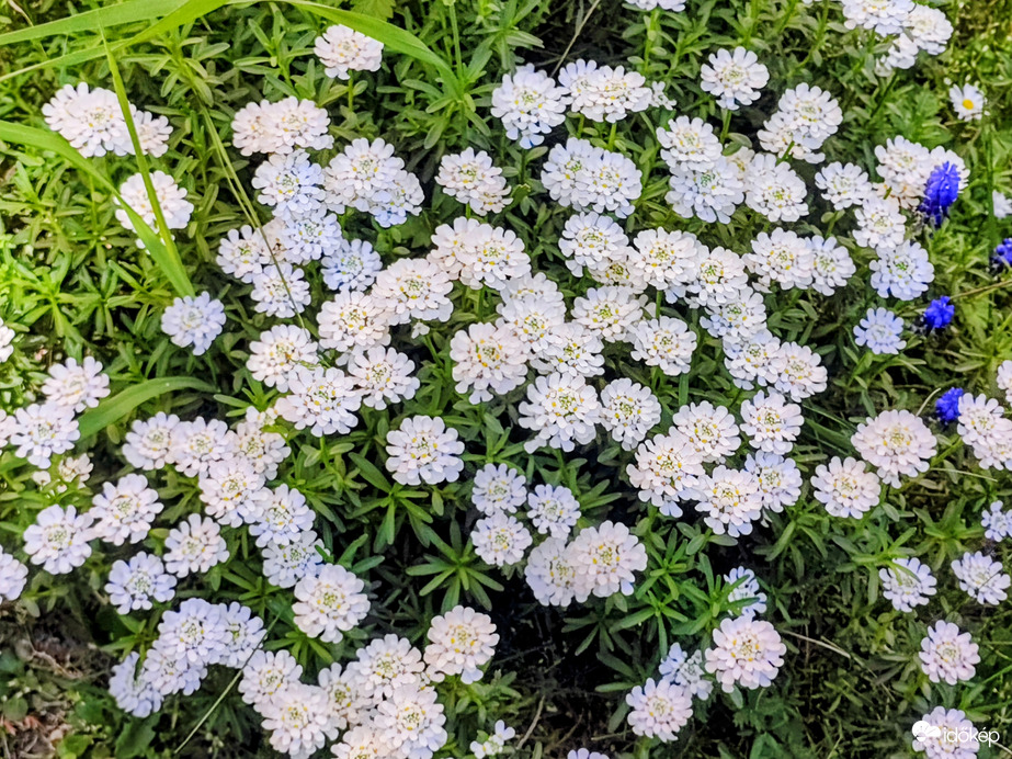 Tatárvirág - évelő