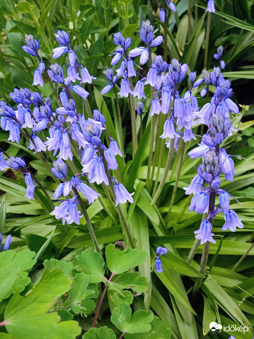Kék Harangvirág!