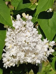 Fehér orgona