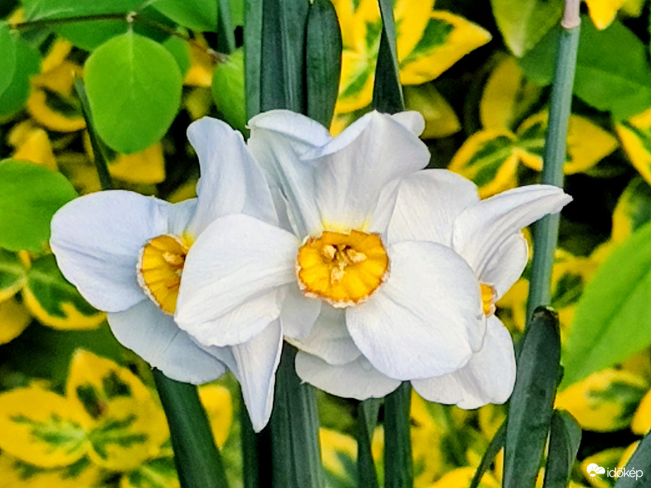 Nárcisz 