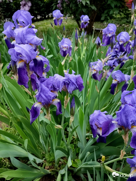 Kerti nőszirom! Írisz!