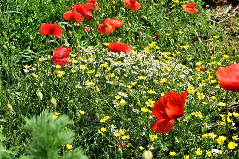 Zalaegerszeg határában