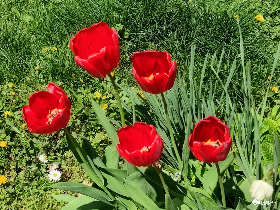 Piros tulipánok