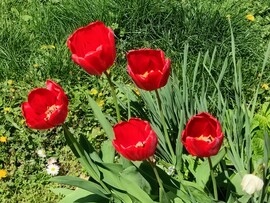 Piros tulipánok