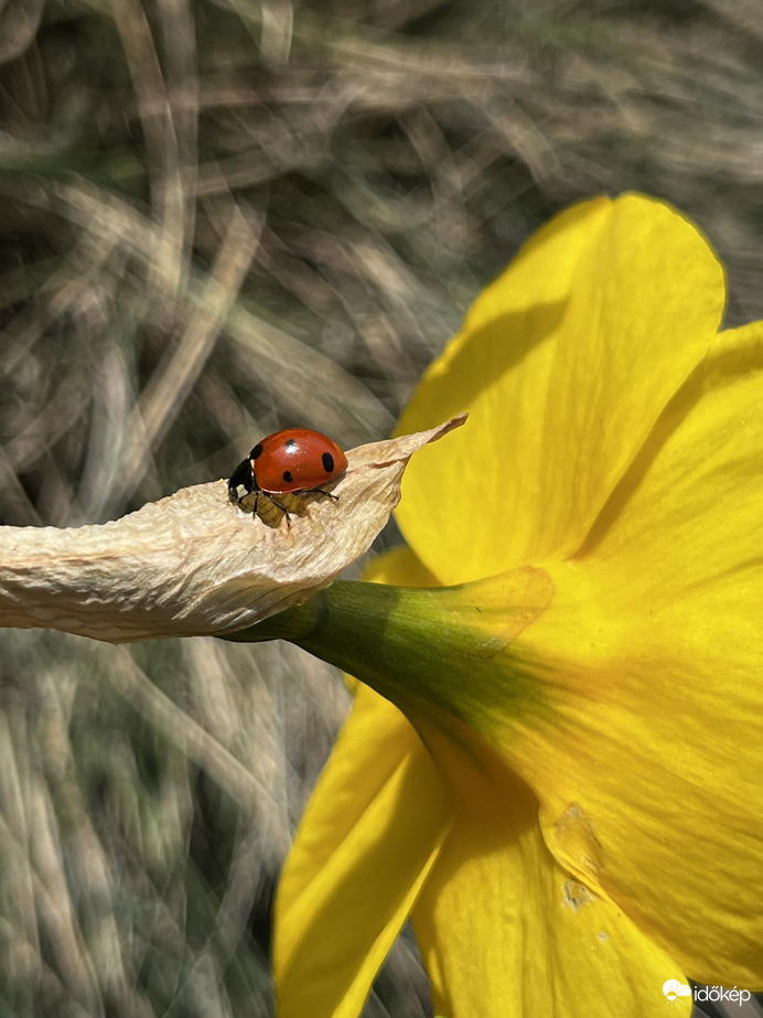 Katicabogár napsütésben