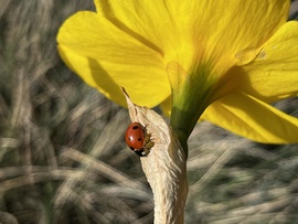 Katicabogár napsütésben