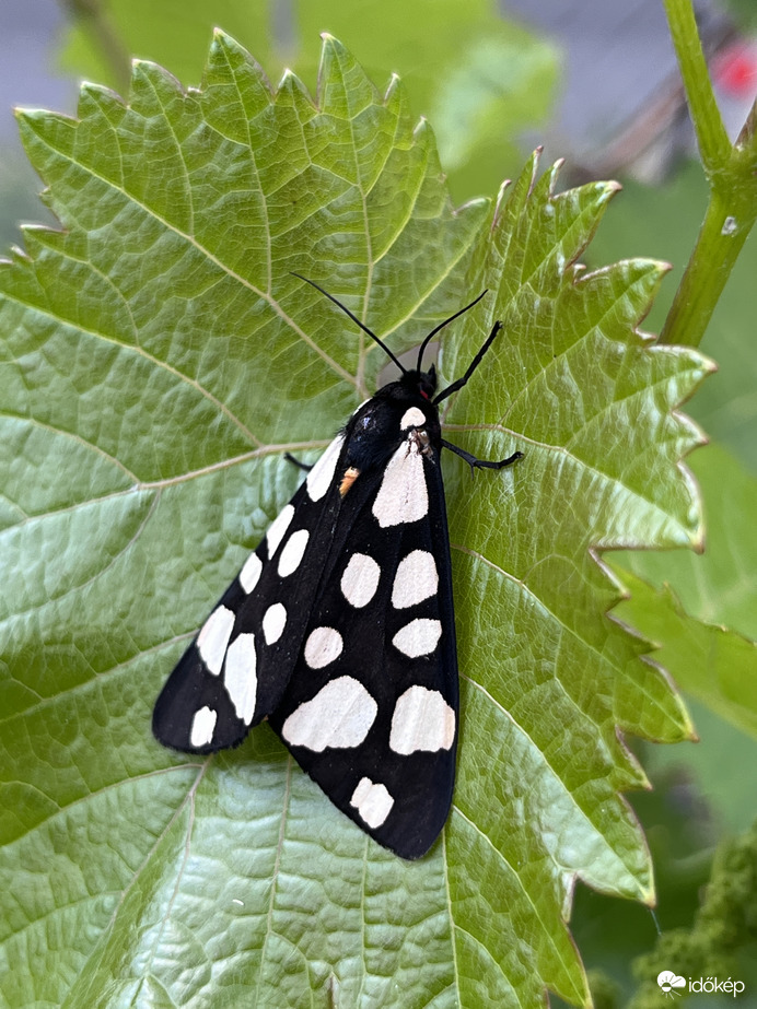 Fekete medvelepke