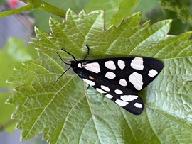 Fekete medvelepke