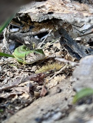 Kukucskáló zöld gyík 