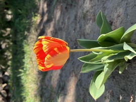 Tulipán napsütésben