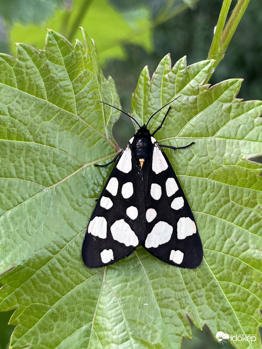 Fekete medvelepke 