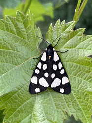 Fekete medvelepke 