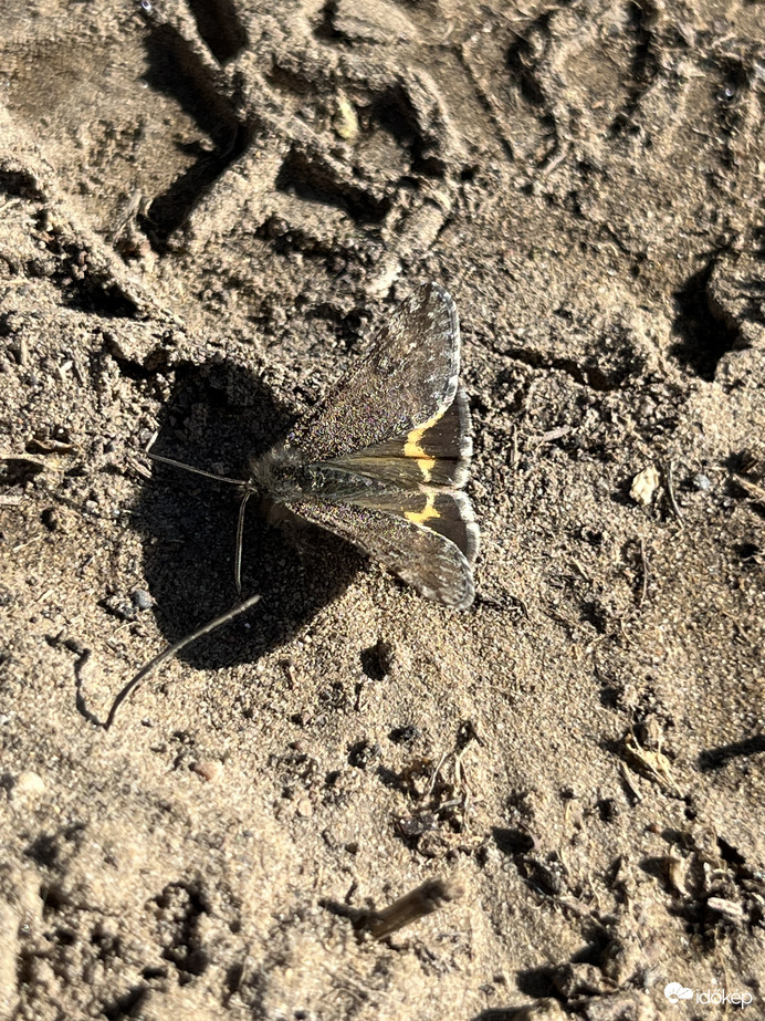 Kis nappaliaraszoló 