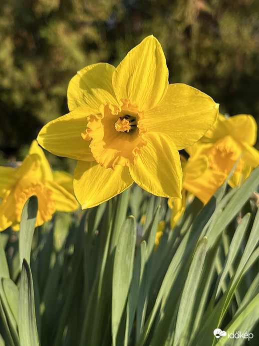 Nárcisz