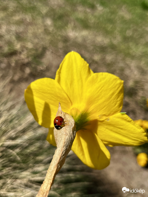 Katicabogár a nárciszon napozik