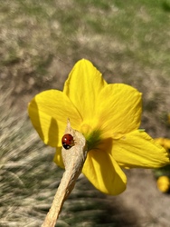 Katicabogár a nárciszon napozik