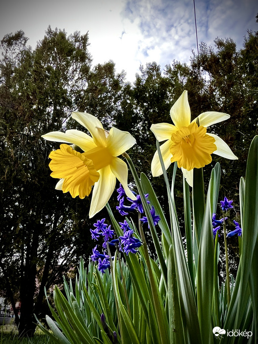 Nárciszok és játszintok
