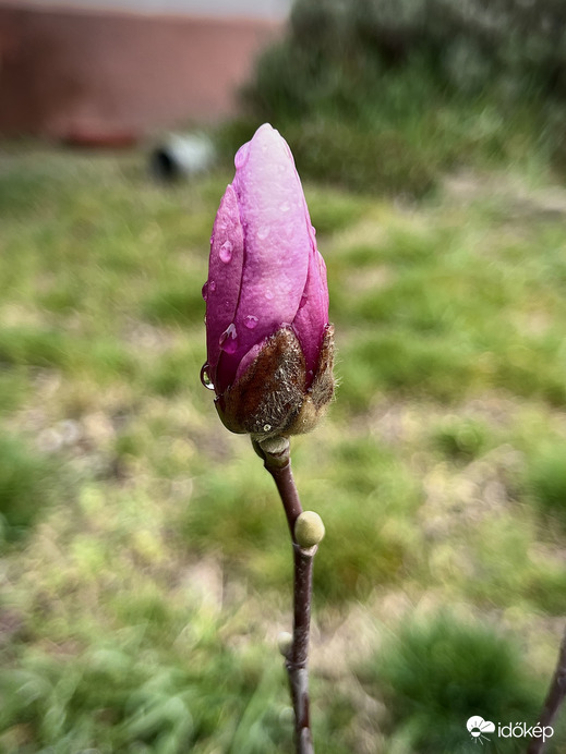 Esőcseppes magnólia