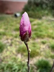 Esőcseppes magnólia