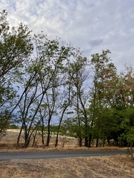 Ásotthalom