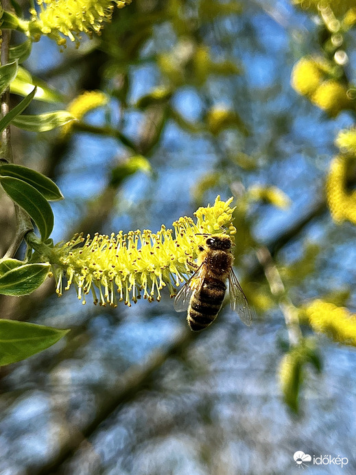Méhecske a fűzfán
