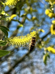 Méhecske a fűzfán