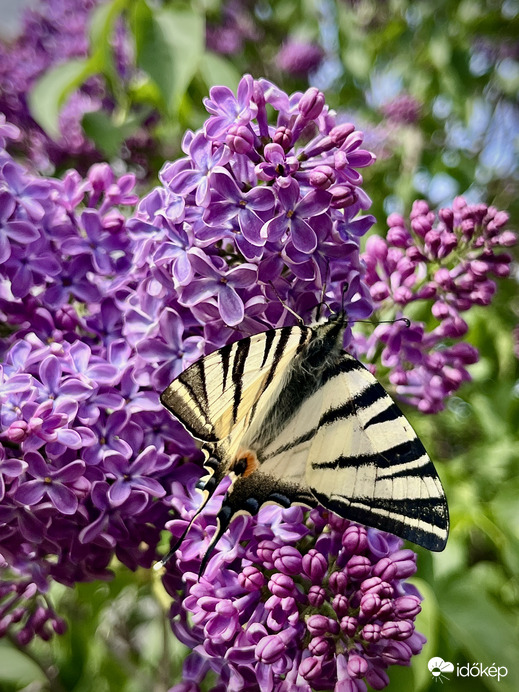Kardoslepke az illatozó orgonán
