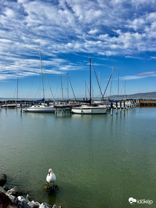 Vitorlások, hattyú, Balaton