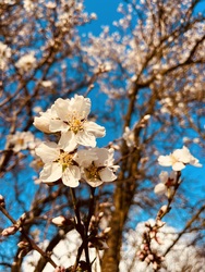 Virágzik a mandulafánk