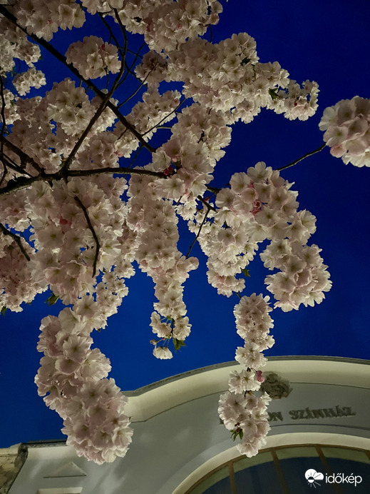 Viràgpompa Keszthelyen