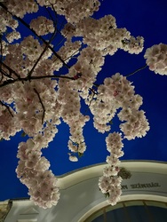 Viràgpompa Keszthelyen