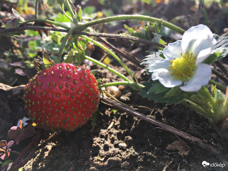 Még nyílnak a völgyben a kerti virágok, még érik az eper... október 30., napsütés, 20 fok :) 