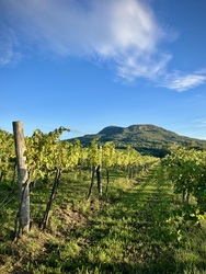 Szőlősorok&Badacsony