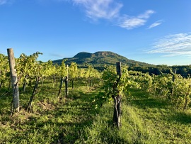 Szőlősorok&Badacsony 