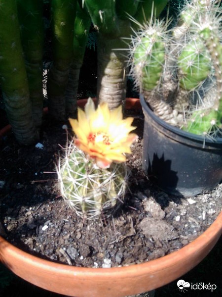 Kaktuszom ma kinyitott :)