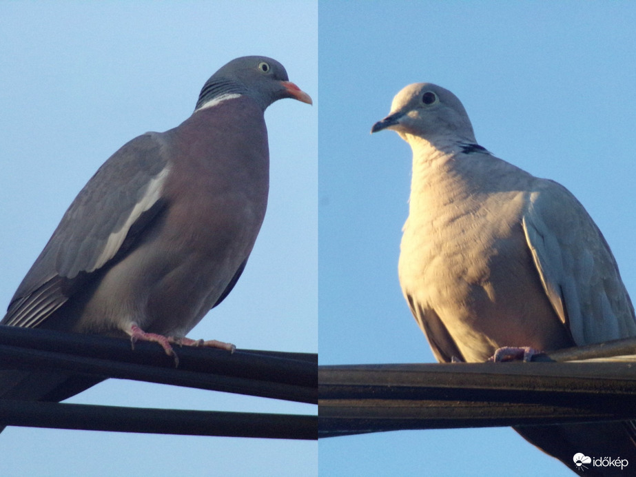 Egy kábelen nézelődik az örvös galamb és a balkáni gerle 