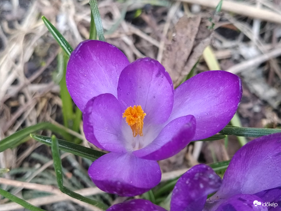 Krókusz 