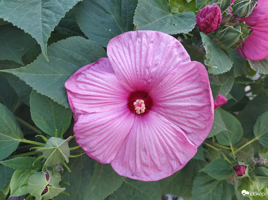 Mocsári hibiszkusz 