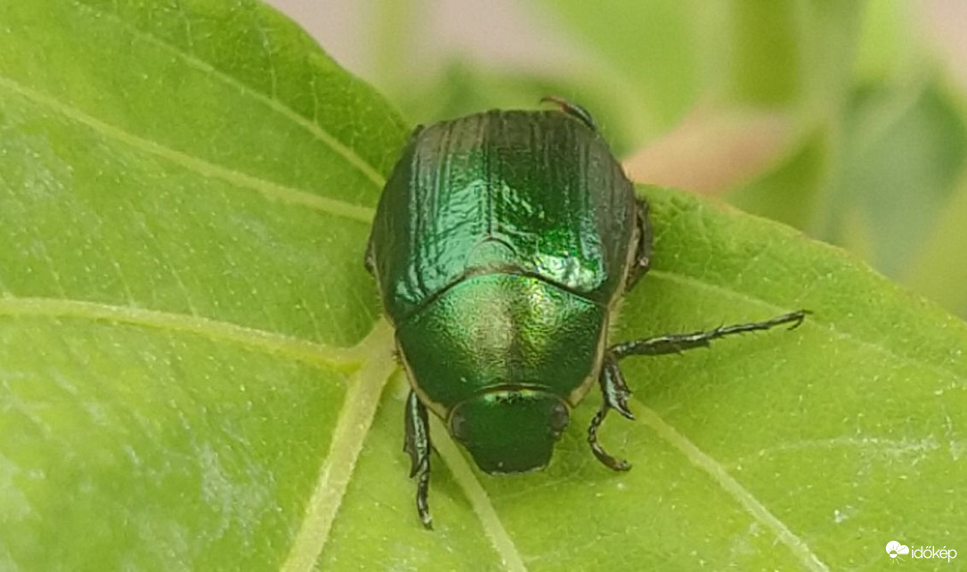 Zöld cserebogár 