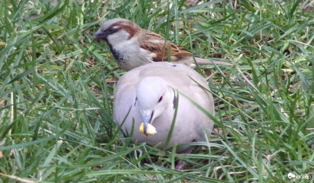 "Szép nagy kukoricát találtam, gyorsan meg is eszem hogy a veréb ne tudja ellopni" :D