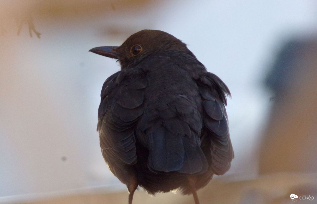 Fekete rigó :)