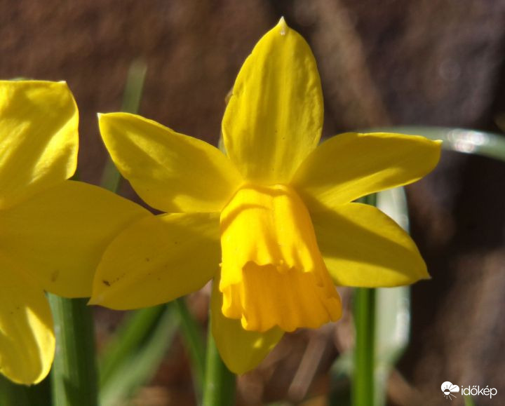 Nárcisz a tavaszi napsütésben 