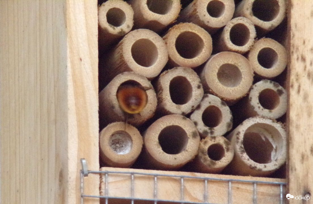 A rovarhotel lakója :)