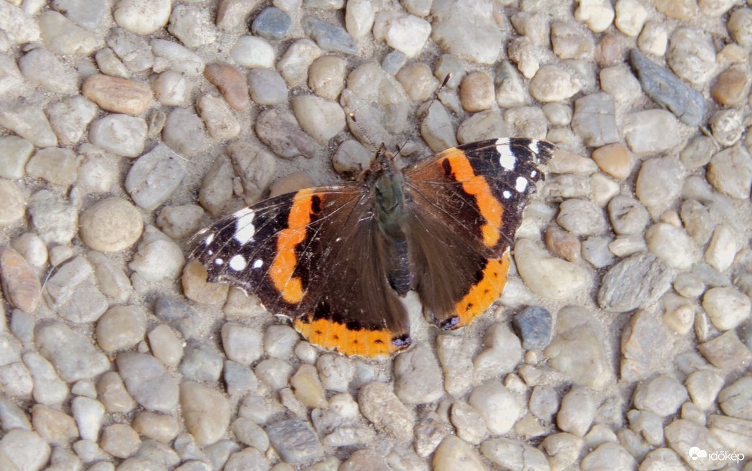 Megpihenő atalantalepke :)